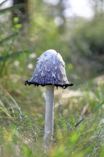 Crested tintling (Coprinus comatus), in a meadow, fruiting body with cap, beginning liquefaction