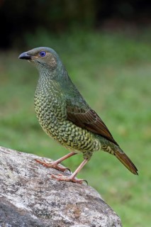 Satin Bowerbird (Ptilonorhynchus violaceus) female, Australia