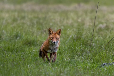 The red fox (Vulpes vulpes) reacts immediately when the squeaking of a mouse is imitated, hunting,