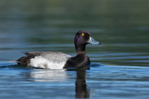 Greater Scaup (Aythya marila) male, British Columbia, Canada