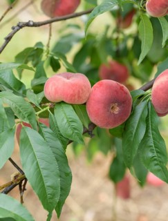 Plate peach (Prunus persica 'Ufo 3'), Schreiber KG tree and vine nursery, Federal Republic of