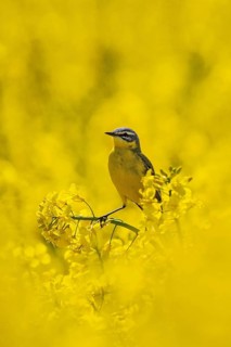 Western Yellow Wagtail (Motacilla flava) male perched in flowering rape field, Baden-Wuerttemberg,