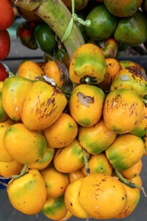 Bunch of ripe peach palm fruits (Bactris gasipaes), known as Pejibaye or Chontaduro. Costa Rica