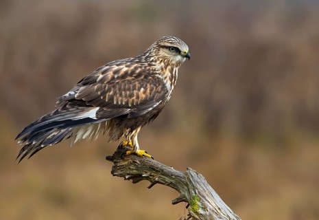 Rough-legged Hawk (Buteo lagopus) at Nanimo River Estuary