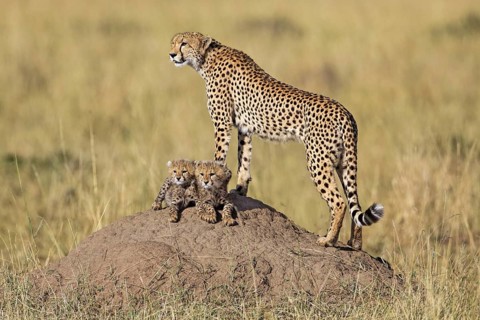 Cheetah (Acinonyx jubatus) female with cubs on termite mound, Masai Mara, Kenya