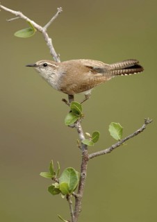 Bewick's Wren (Thryomanes bewickii), Texas, USA