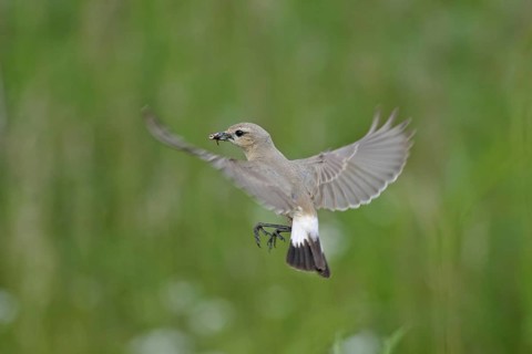 Isabelline Wheatear (Oenanthe isabellina), Rhodopen, Bulgaria