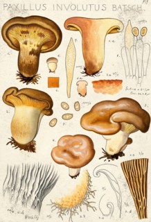 Mushroom, fungi, Brown Roll-rim, Paxillus involutus, authentic reproduction of an illustration by