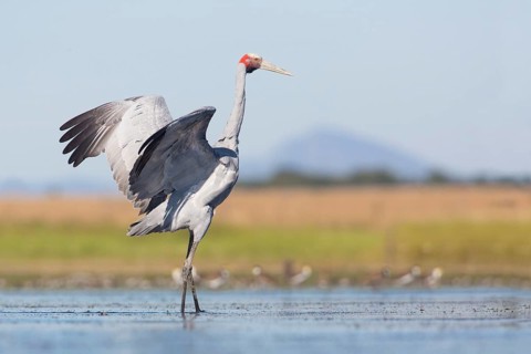Brolga (Antigone rubicunda), Victoria, Australia