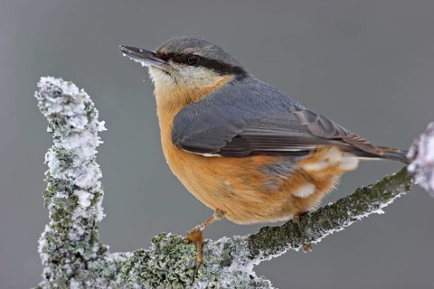 Eurasian nuthatch (Sitta europaea), Sittelle torchepot, Trepador Azul, Battenberg, Tiszaalpár,