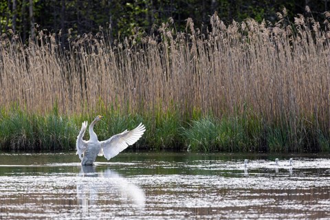 Whooper swan (Cygnus cygnus) flapping its wings with three chicks in a silted lake, Sanginjoki