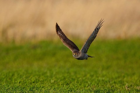 Eurasian Sparrowhawk (Accipiter nisus) flying, Austria