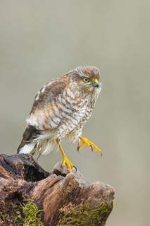 Sparrowhawk (Accipiter nisus) male with raised foot standing attentively on a root, wildlife, bird