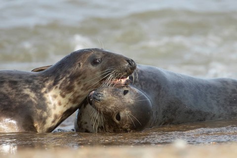 Atlantic grey seal (Halichoerus grypus) two adult marine animals playing in the breaking waves of