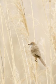 Iraq Babbler (Turdoides altirostris) perched on reed, Turkey