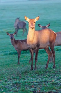A herd of female Altai marals (Cervus canadensis sibiricus) stands in a meadow in the first light