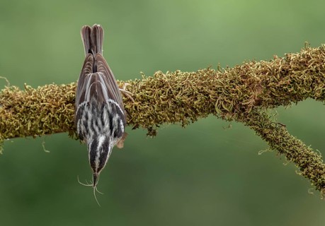 Black-and-white Warbler (Mniotilta varia) male hanging on a branch, Texas, USA