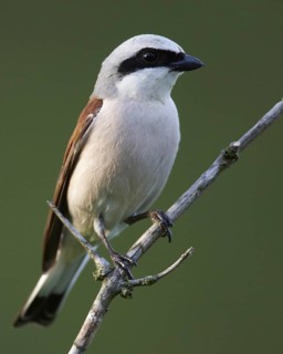 Red-backed Shrike (Lanius collurio) male, Mecklenburg-Western Pomerania, Germany
