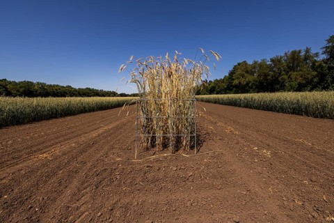 Test field with isolated rye plots at the Leibniz Institute of Plant Genetics and Crop Plant