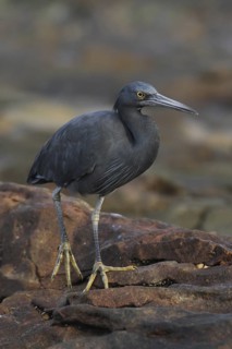 Pacific Reef Heron (Egretta sacra), Khao Lak, Thailand