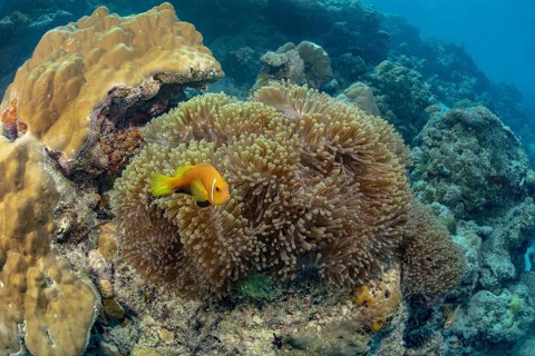 A vibrant scene of a magnificent sea anemone with Maldives anemonefish, nestled in the pristine