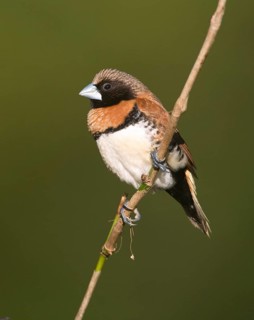 Chestnut-breasted Mannikin (Lonchura castaneothorax) perched on a twig, Queensland, Australia