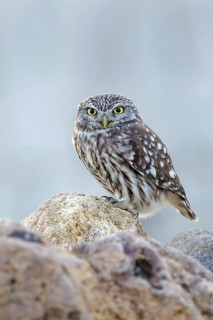 Little owl, (Athene noctua), perch, small owl, family of true owls, biotope, habitat, perch,