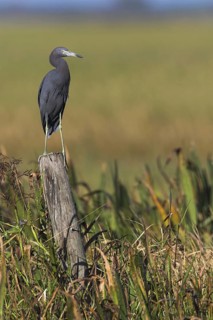 Little Blue Heron (Egretta caerulea), Florida, USA