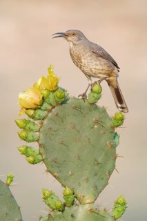 Curve-billed Thrasher (Toxostoma curvirostre) perched on a cactus, Texas, USA