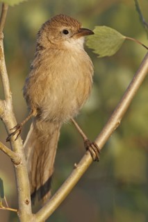 Iraq Babbler (Turdoides altirostris), Sanliurfa, Turkey