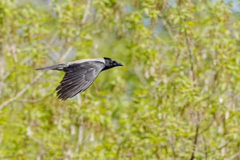 Hooded crow in flight over green spring foliage, Poland
