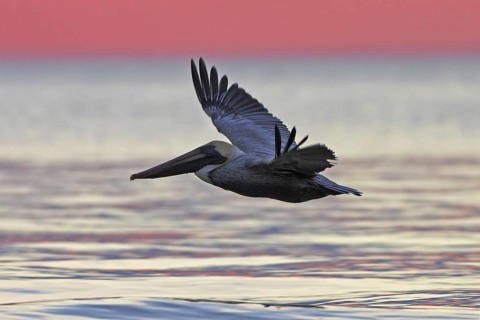 Brown Pelican (Pelecanus occidentalis), Florida, USA