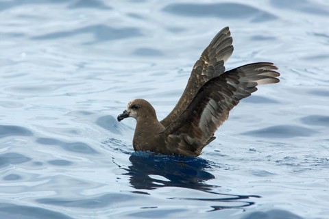 Great-winged Petrel (Pterodroma gouldi) flying, Victoria, Australia