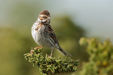 Common Reed Bunting (Emberiza schoeniclus) female, Dalarna, Sweden