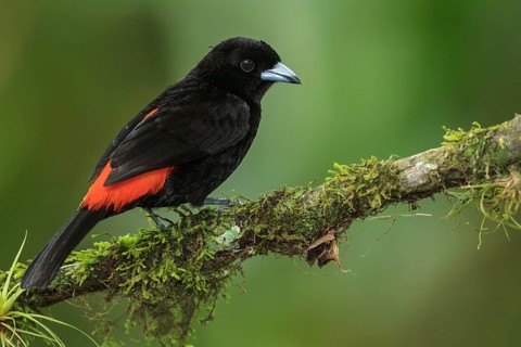 Passerini's Tanager (Ramphocelus passerinii) perched on a branch in Costa Rica