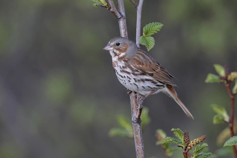 Red Fox Sparrow (Passerella iliaca), Alaska, USA