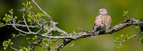 Turtle dove, (Streptopelia turtur), animals, birds, pigeons, Lesbos island, Greece, Lesbos