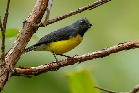 Slate-throated Whitestart (myioborus miniatus) perched on a branch in the Andes Mountains of