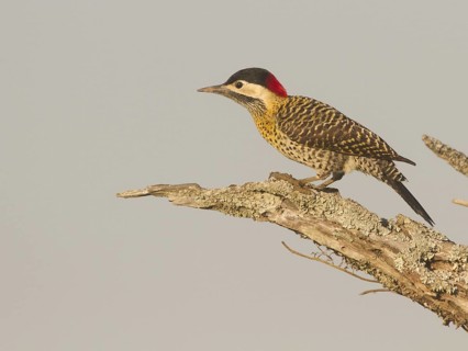 Green-barred Woodpecker (Colaptes melanochloros) female, Corrientes, Argentina