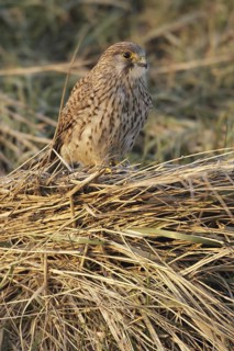 Common Kestrel (Falco tinnunculus) female, Netherlands