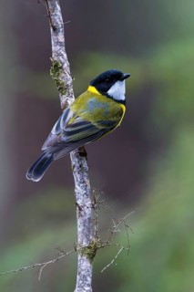 Australian Golden Whistler (Pachycephala pectoralis) male perched on a branch, Victoria, Australia