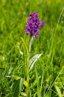 Western marsh orchid (Dactylorhiza majalis) in bloom on the Klengelwiese on the Geisingberg,