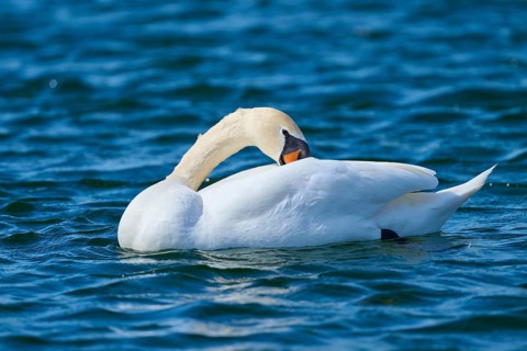 A swan gracefully preens its plumage on the water, Mute Swan (Cygnus olor), spring, bird island,