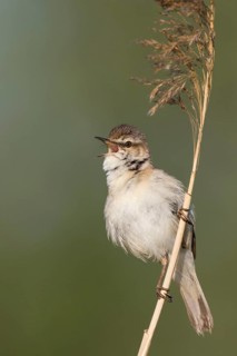 Paddyfield Warbler - Feldrohrsänger - Acrocephalus agricola ssp. septimus, Russia (Ural)