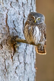 Pygmy Owl (Glaucicium passerinum), sitting on the branch of a tree, Pirchner Ast, Schwaz, Tyrol,