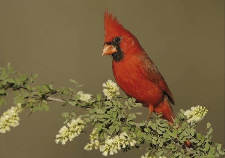 Northern Cardinal (Cardinalis cardinalis), Texas, USA