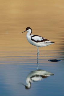 Pied Avocet (Recurvirostra avosetta), Lesvos, Greece