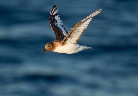 Antarctic Petrel (Thalassoica antarctica) flying, Ross Sea, Antarctica