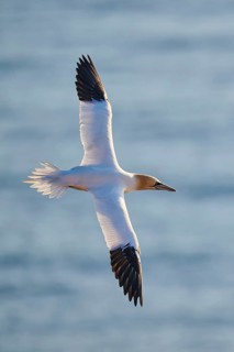 Northern gannet (Morus bassanus) flying over the sea at sunset, wildlife, Helgoland, Germany