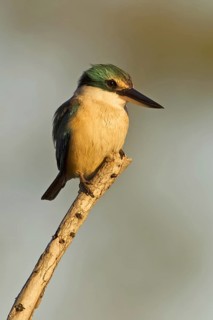 Sacred Kingfisher (Todiramphus sanctus), Queensland, Australia
